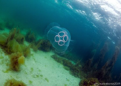 Moon jellyfish in Streamstown Bay, Connemara.
D3, 16mm. by Mark Thomas 